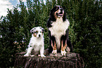 Australian Shepherds