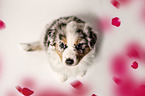 Australian Shepherd Puppy