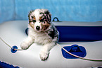 Australian Shepherd Puppy