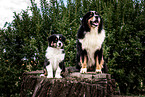 Australian Shepherds