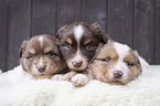 Australian Shepherd Puppies