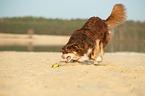 running Australian Shepherd