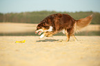 running Australian Shepherd