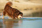 Australian Shepherd
