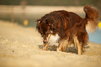 Australian Shepherd