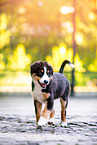 walking Australian Shepherd Puppy