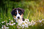 Australian Shepherd Puppy portrait