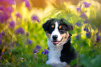 Australian Shepherd Puppy portrait