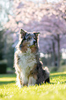 Australian Shepherd in front of cherry blossoms