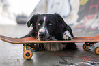 Australian Shepherd at Skateboard