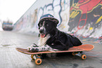 Australian Shepherd at Skateboard