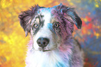 young Australian Shepherd