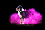 Australian Shepherd with holi powder