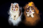 Australian Shepherd with holi powder