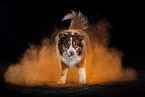 Australian Shepherd with holi powder