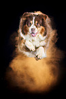 Australian Shepherd with holi powder