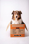 Australian Shepherd sits in moving box