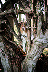 Australian Shepherd