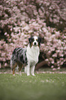 Australian Shepherd