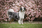 Australian Shepherd