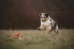 Australian Shepherd Puppy