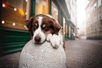 lying Australian Shepherd