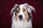 Australian Shepherd Portrait