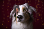 Australian Shepherd Portrait