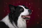 Australian Shepherd Portrait