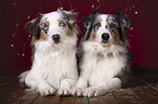 2 Australian Shepherd