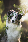 male Australian Shepherd