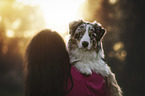 male Australian Shepherd