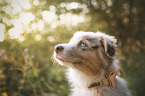 Australian Shepherd Puppy