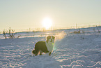 Australian Shepherd