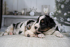 Australian Shepherd Puppies