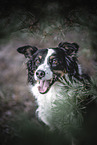 tricolour female Australian Shepherd