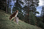 Australian Shepherd