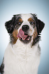 Australian Shepherd Portrait