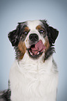 Australian Shepherd Portrait
