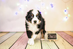 6-weeks old australian shepherd puppy