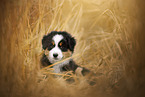 Australian Shepherd Puppy