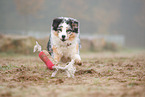 Australian Shepherd in the fog