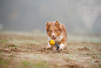 Australian Shepherd in the fog