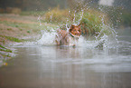 Australian Shepherd in the fog