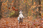 Australian Shepherd in autumn