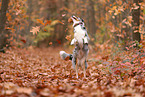 Australian Shepherd in autumn