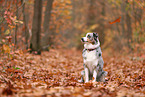 Australian Shepherd in autumn