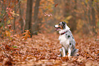 Australian Shepherd in autumn