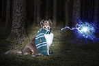 Australian Shepherd as sorcerer's apprentice