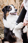 male Australian Shepherd